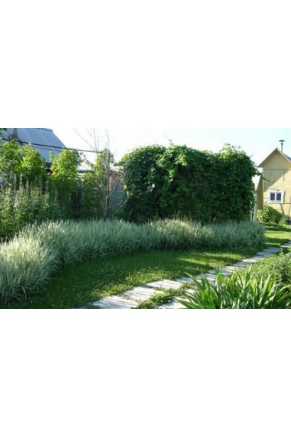 Фаляріс тростинний/Канареєчник